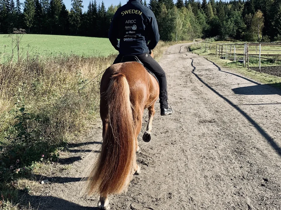 Islandshäst i träning
